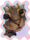 anubis the cat