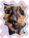 butterscotch the cat